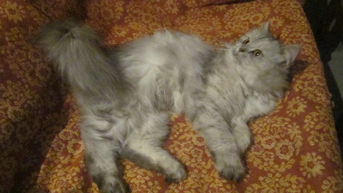 Метис персидской кошки