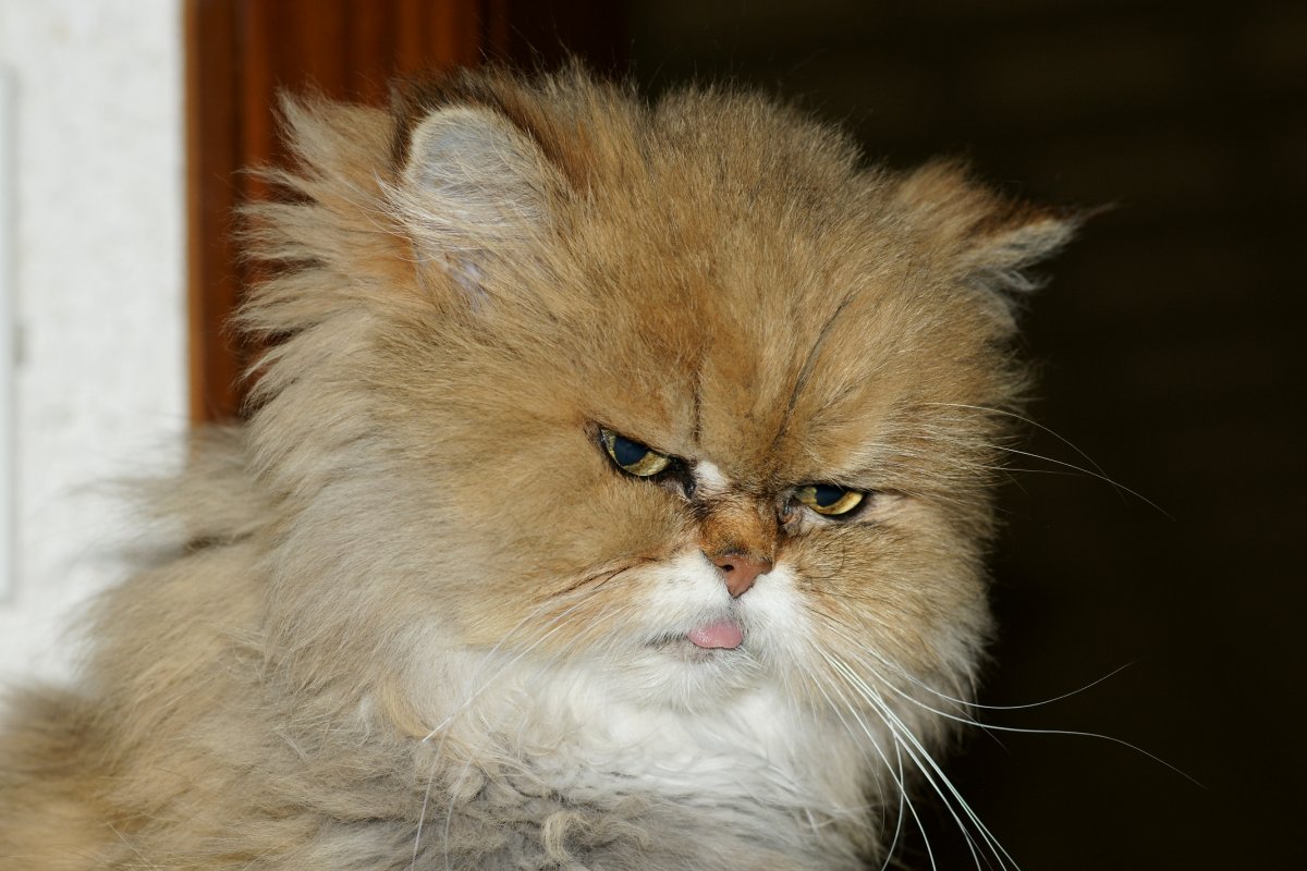 Персидская кошка черепахового окраса