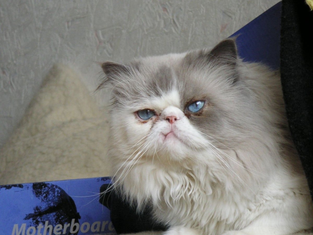 Помесь сиамской и персидской кошки