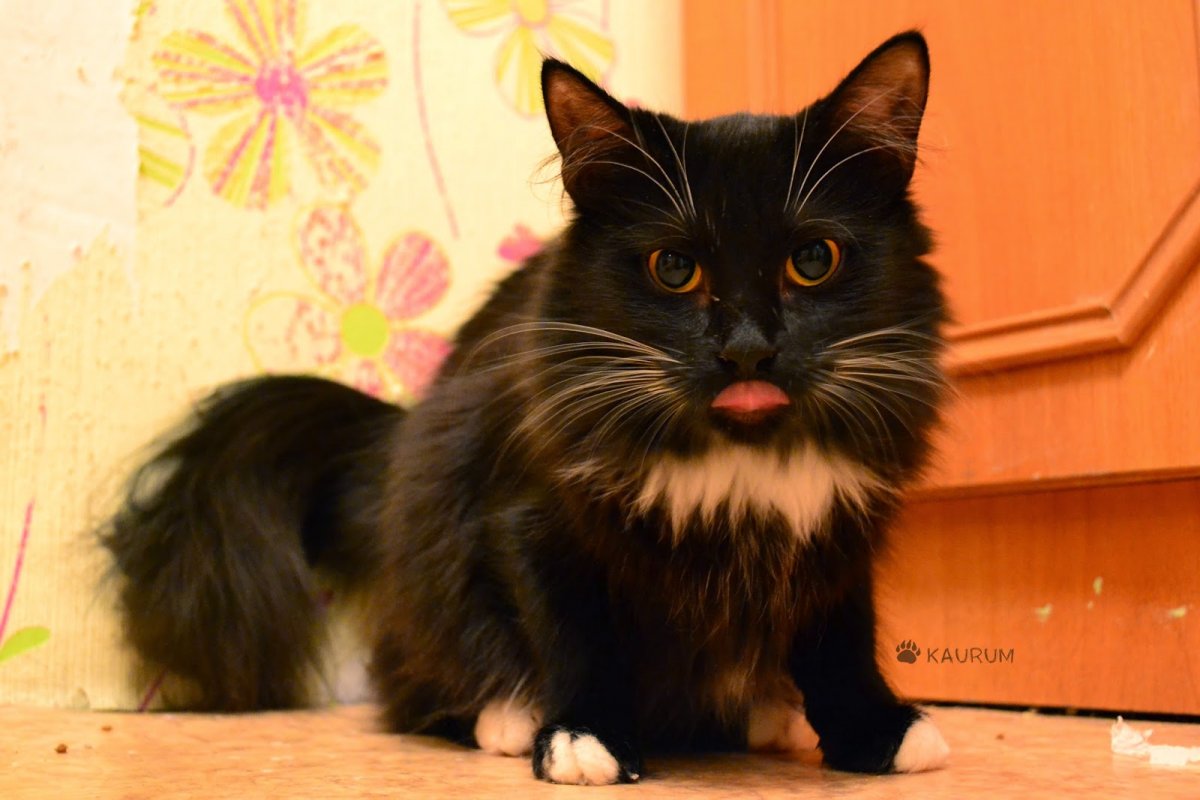 Эмких кошечьего домткк вверху