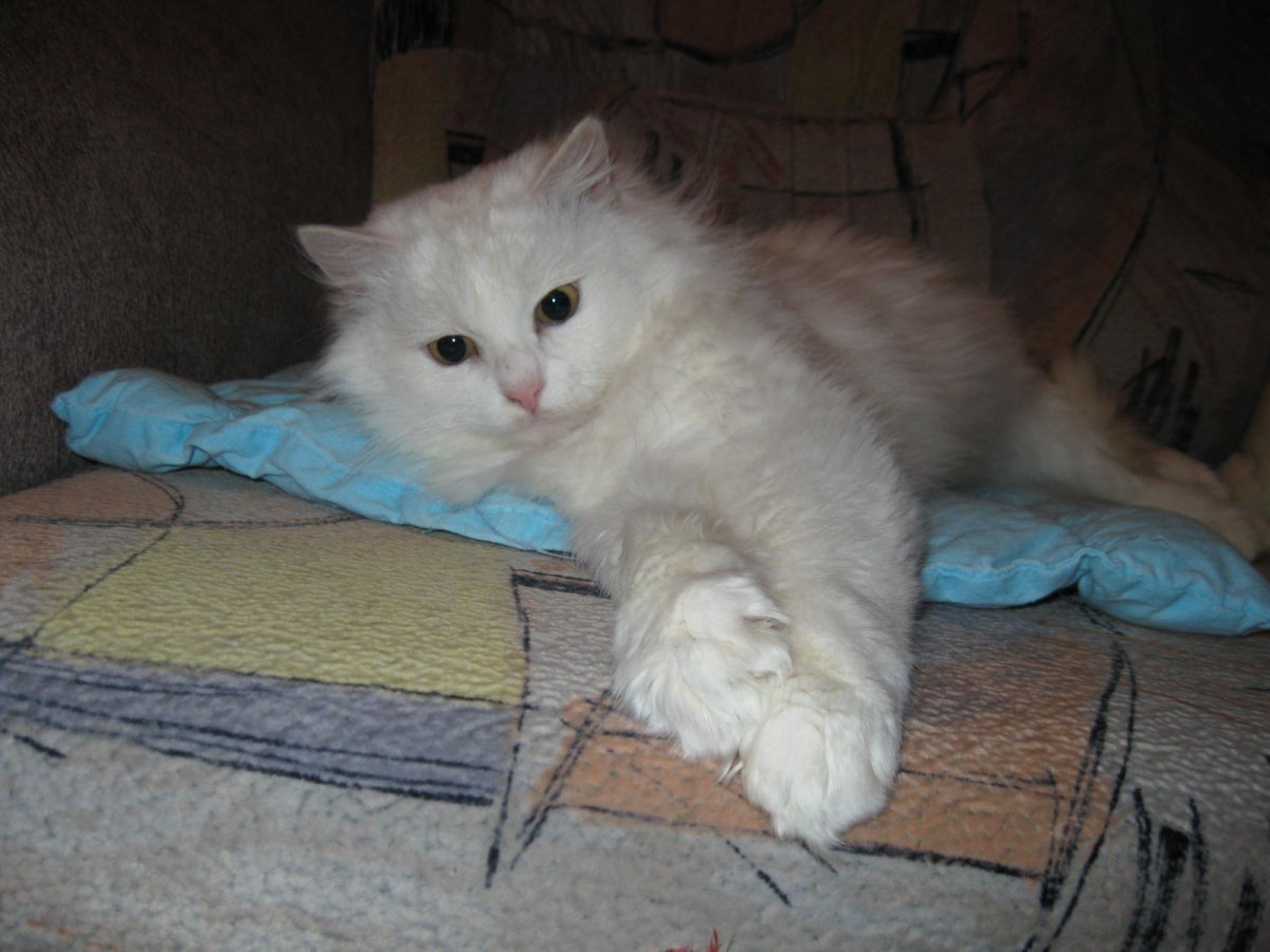 Персидская кошка с короной