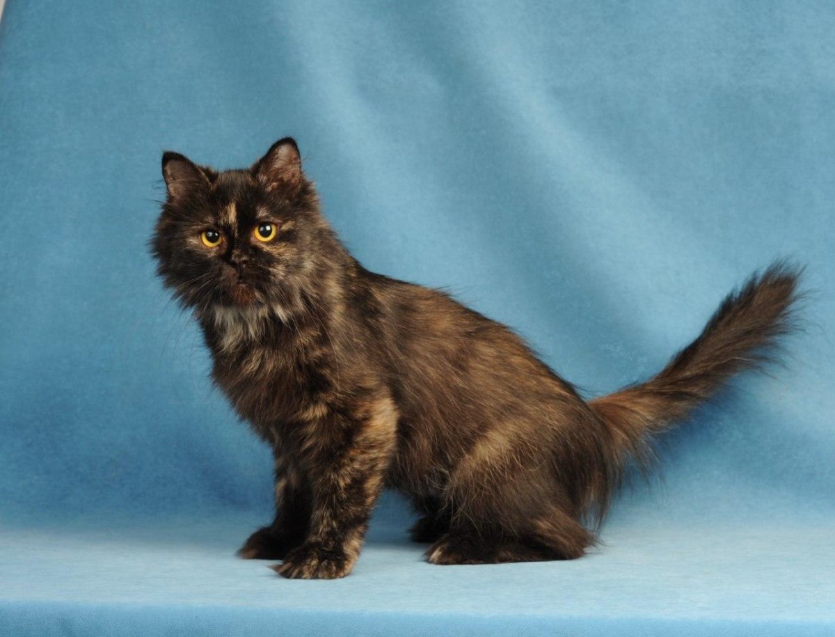 Персидский кот метис белый