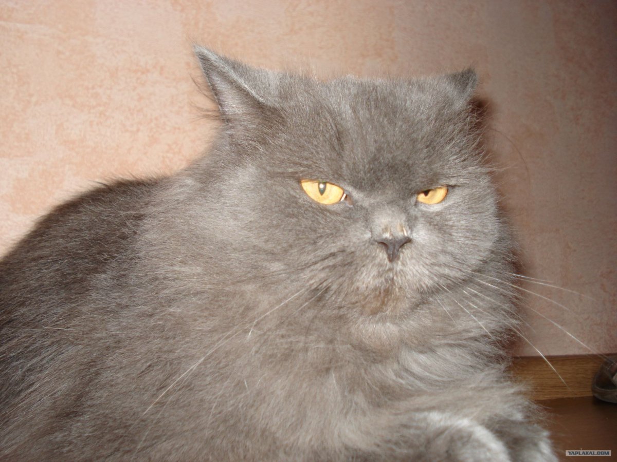 Помесь британца и перса