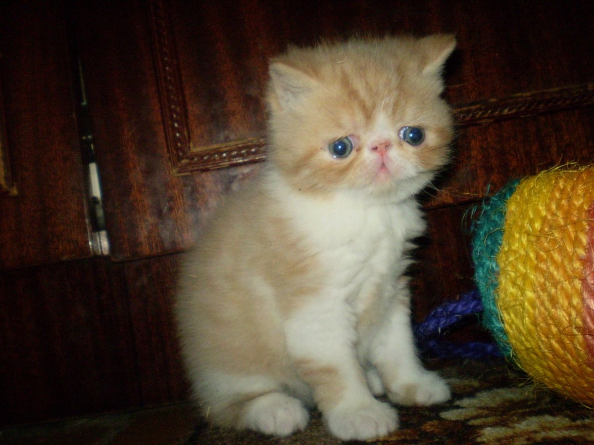 Помесь перса и шотландца