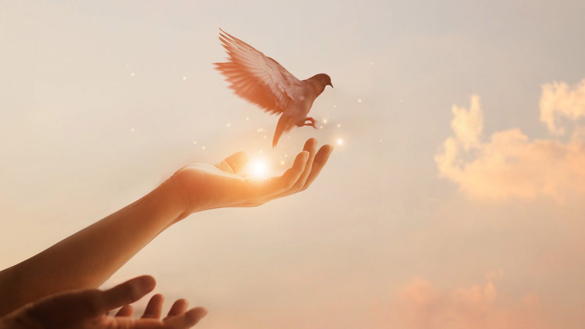 Рука отпускает птицу