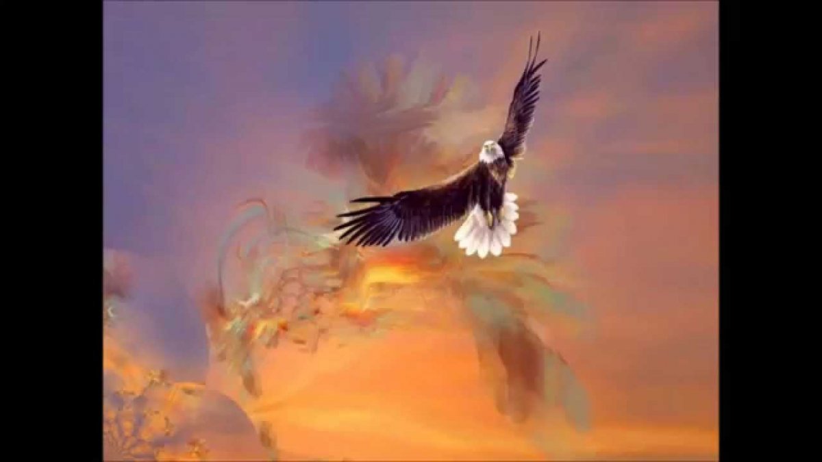 Птицы на рассвете