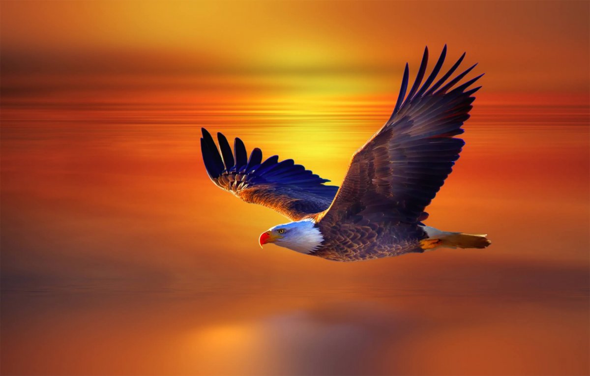 Сокол в небе