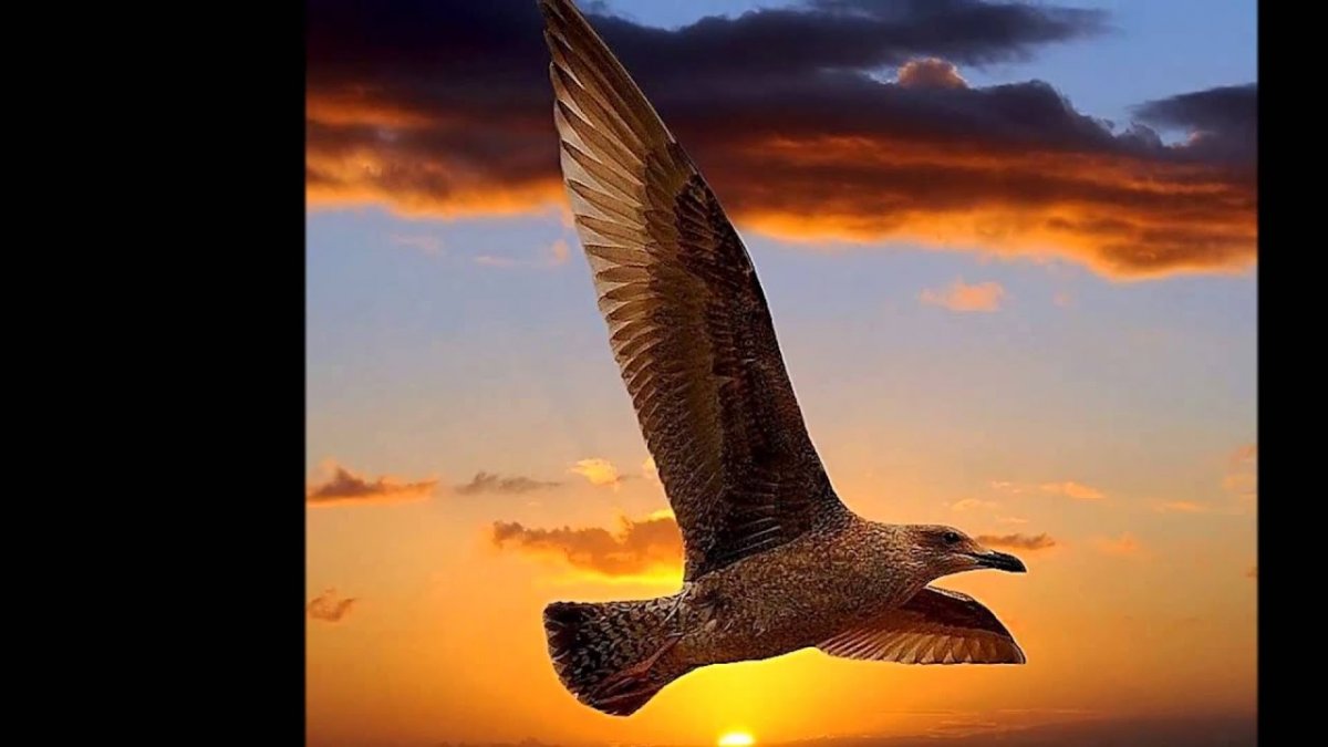 Свобода птица золотая