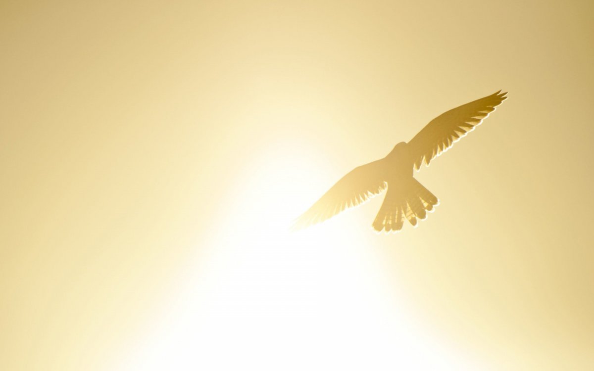 Золотая птица