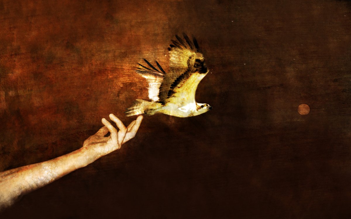 Орел парящий в небе