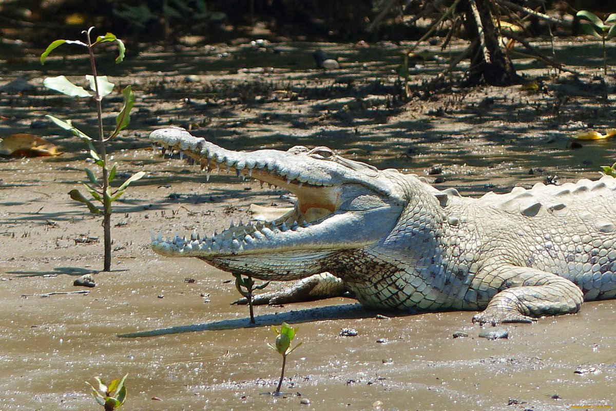 Крокодил симбиоз