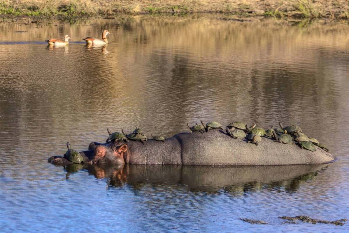 Симбиоз крокодила и птицы