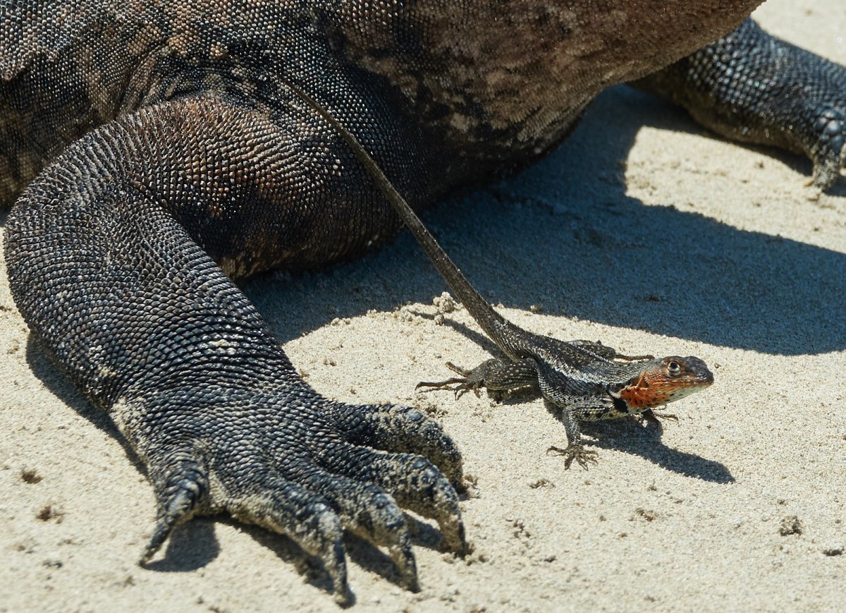 Крокодил и птица