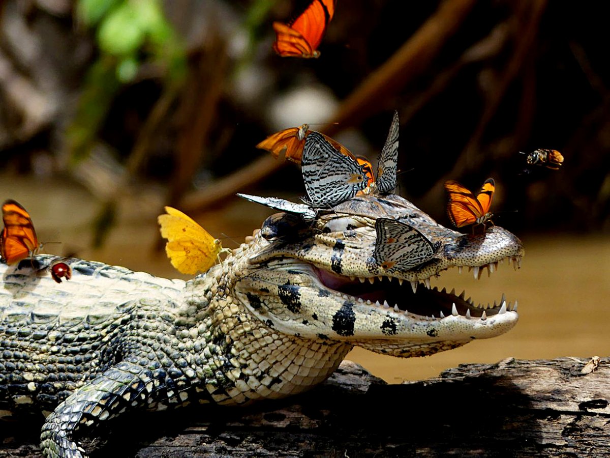 Нильский крокодил