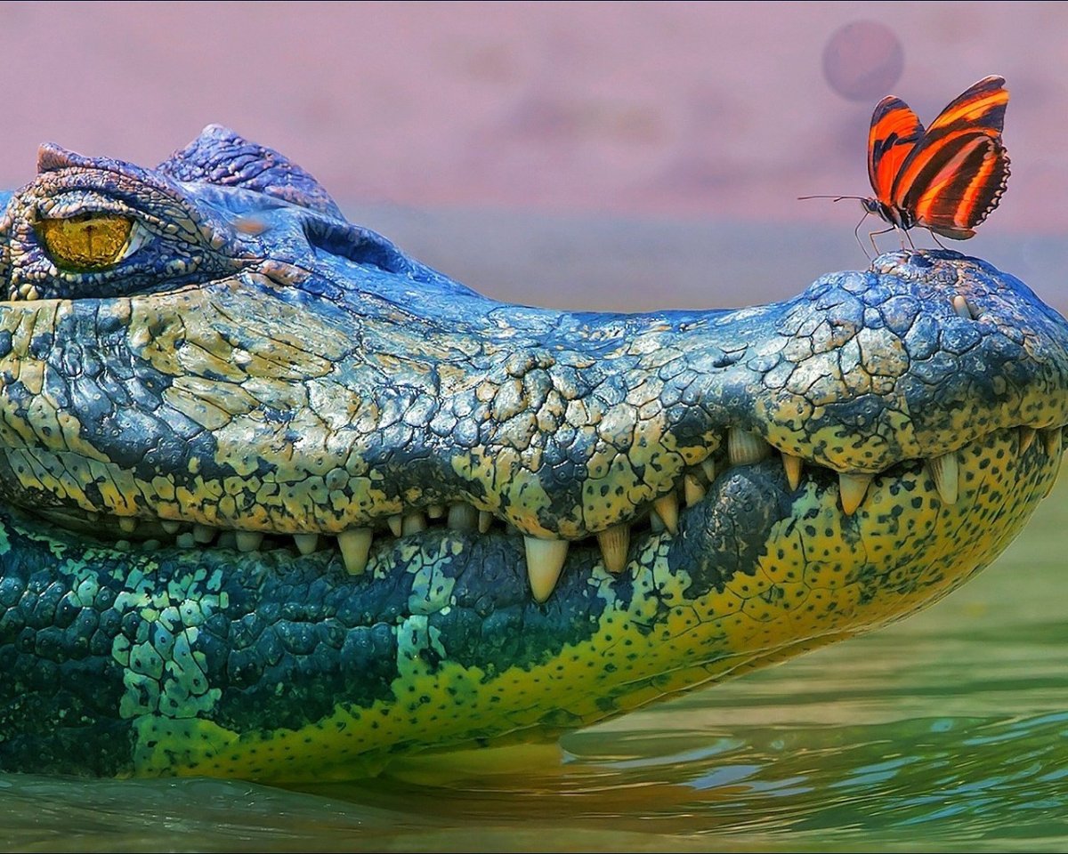 Нильский крокодил охота