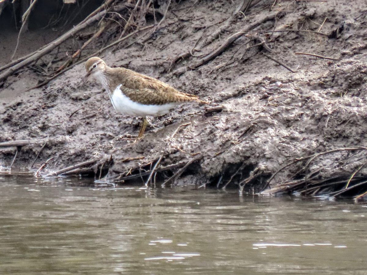 Картинки на рабочий стол на телефон птицы крокодилы
