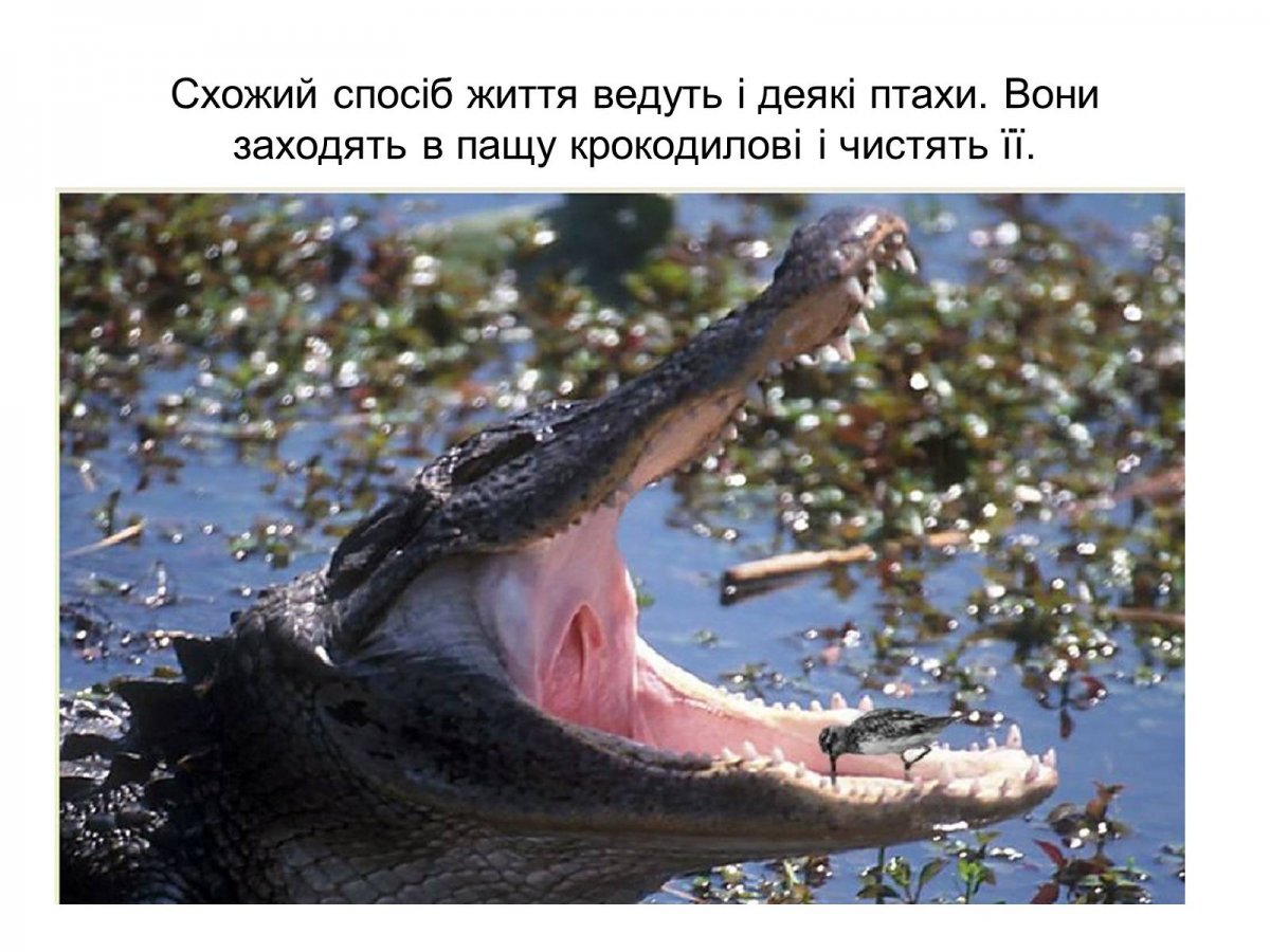 Крокодил и лягушка