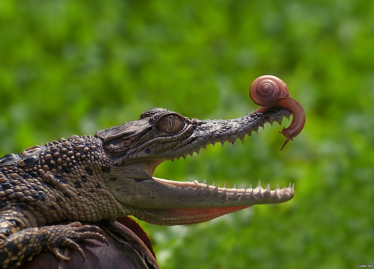 Аллигатор Муджа