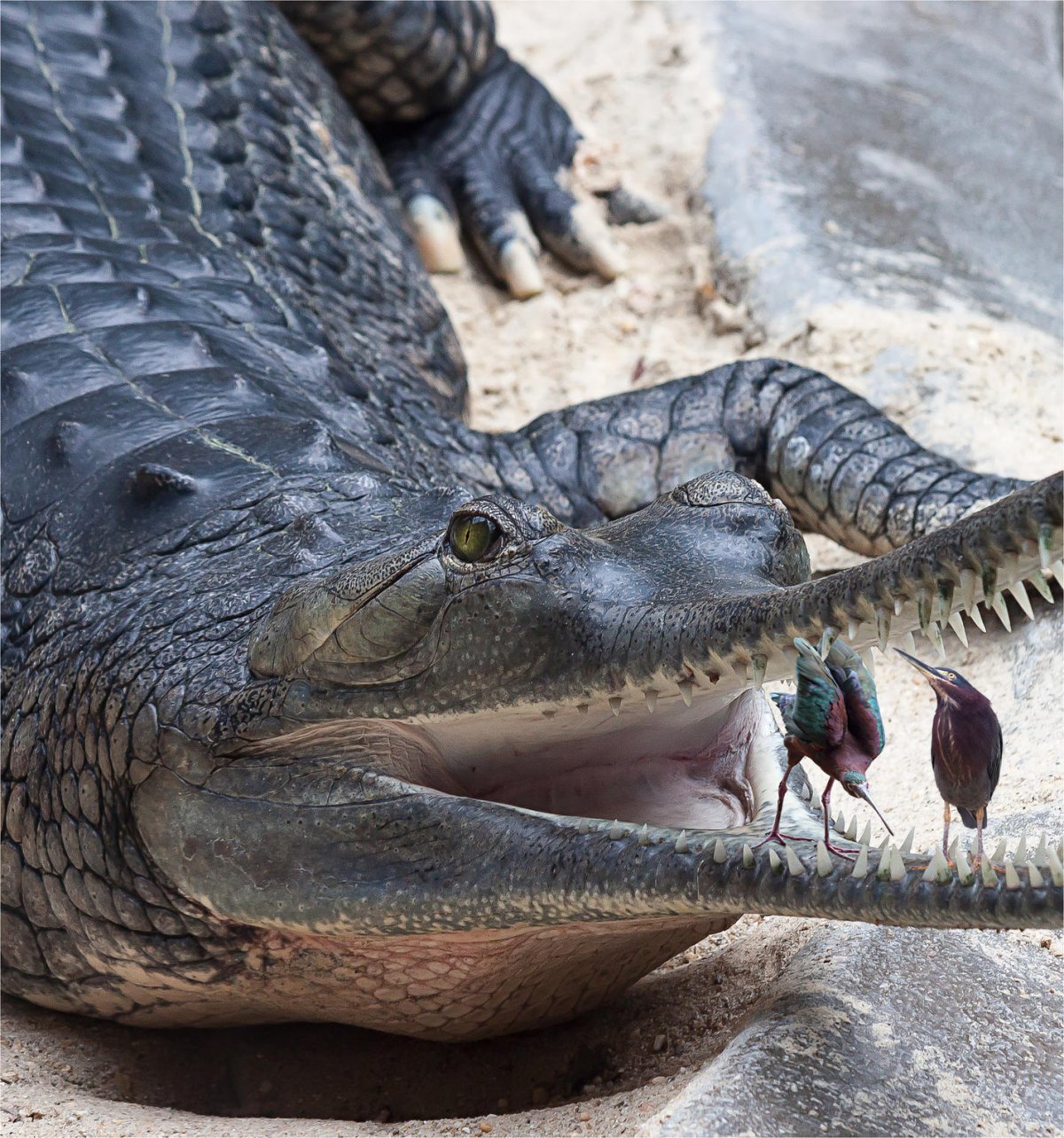Крокодил и птичка Тари симбиоз