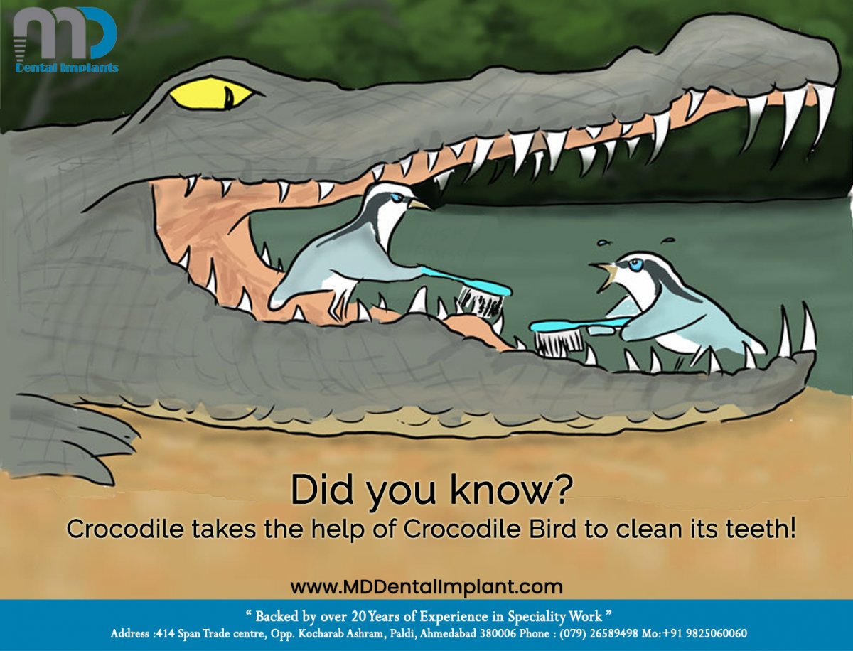 Крокодил и ржанка