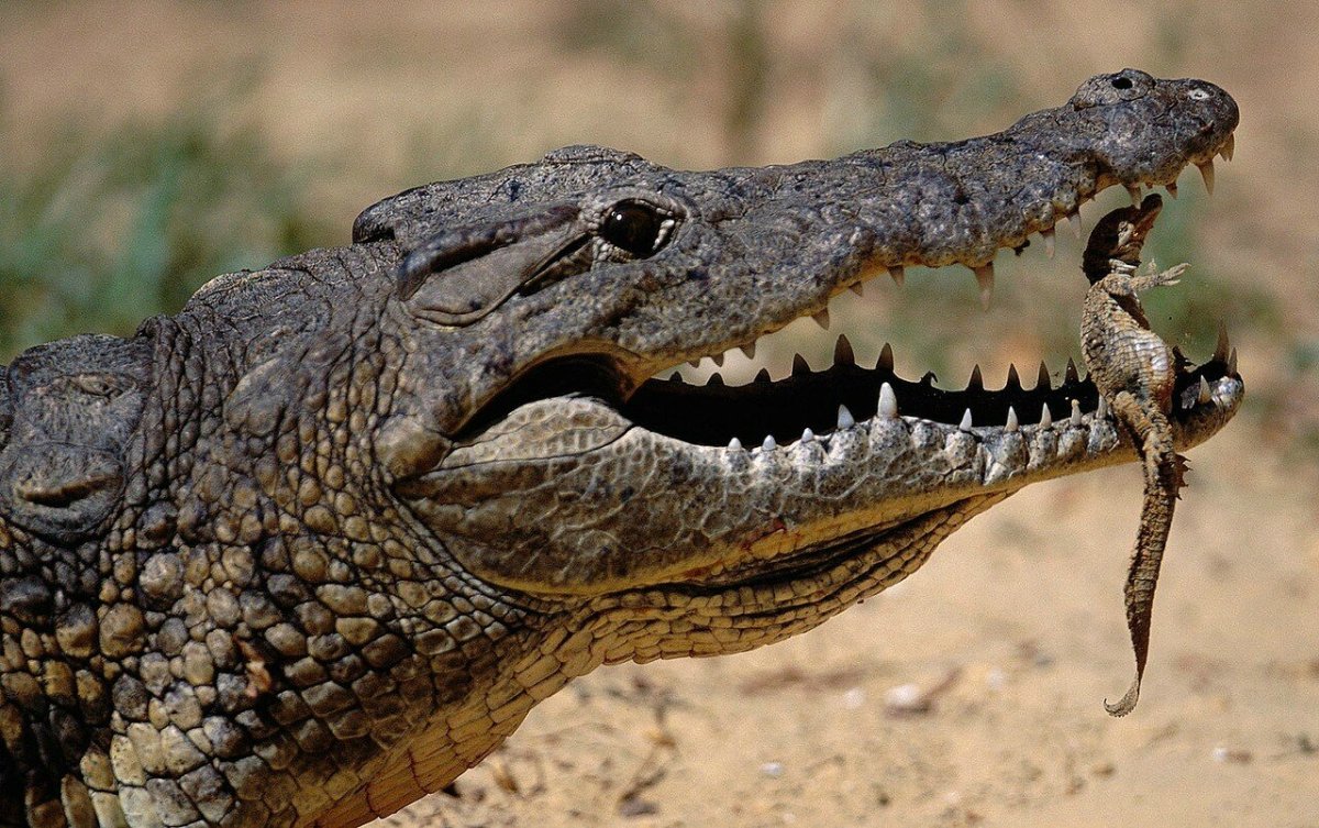 Крокодил и птичка Тари симбиоз