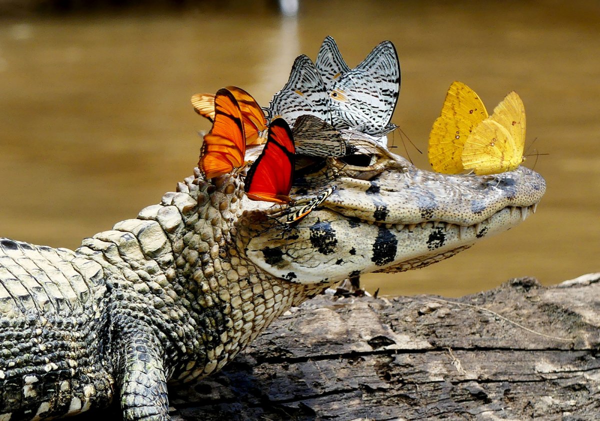 Крокодил и птичка Тари симбиоз