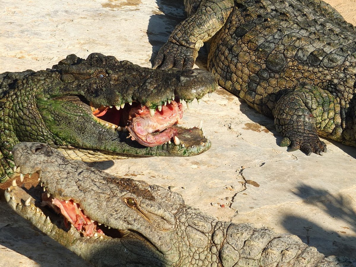 Крокодил 4к