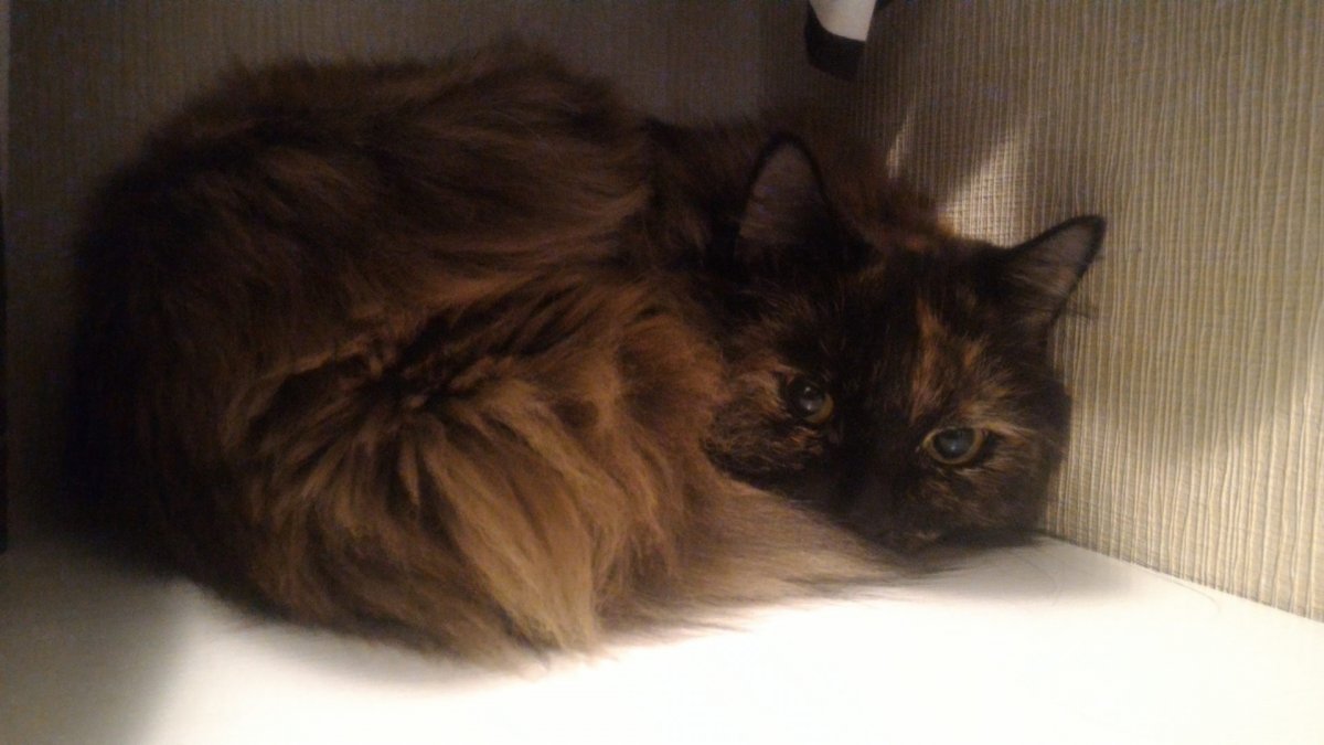 Порода котов Ешкин кот