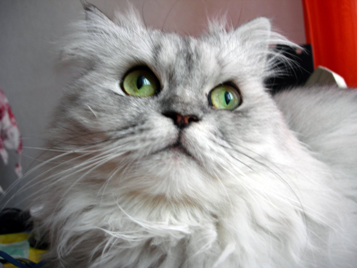 Персидско Сибирская кошка