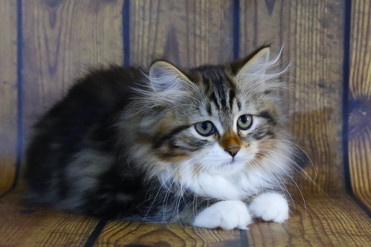 Сибирский персидский кот