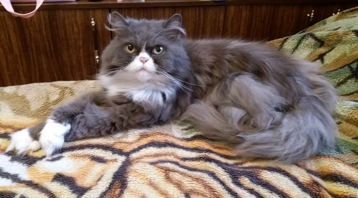Смесь персидской и сибирской кошки