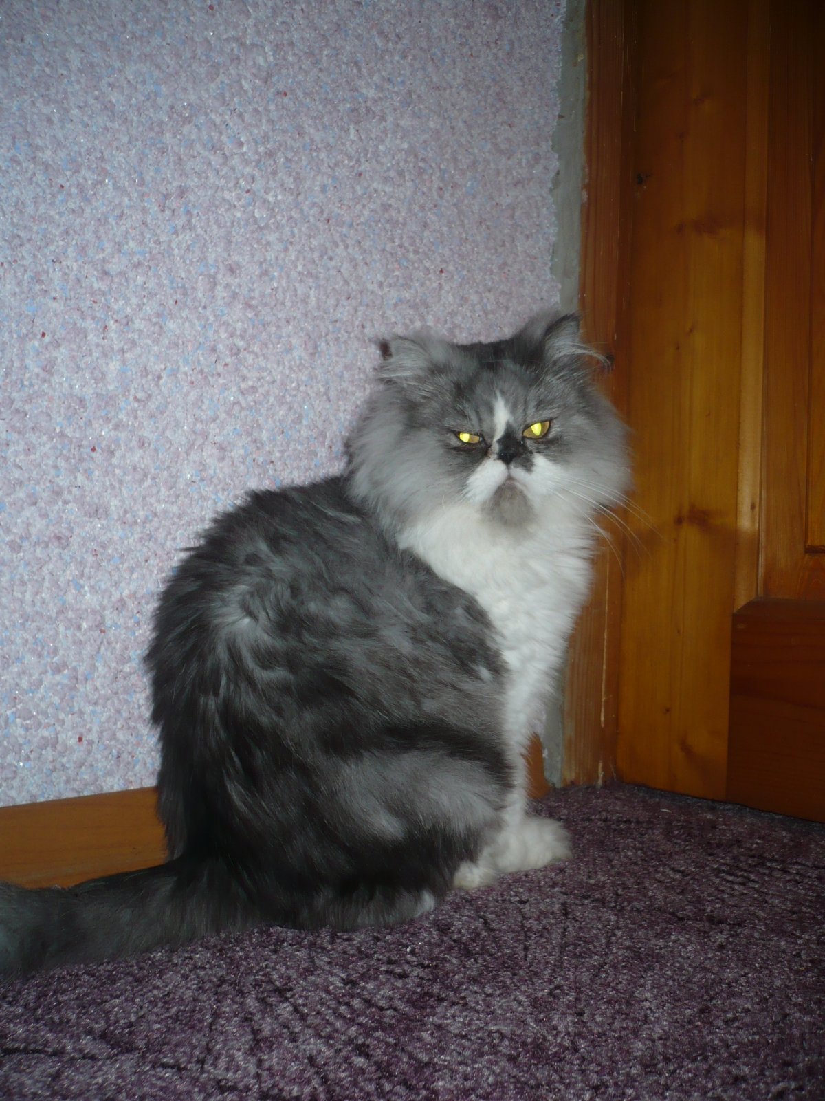 Персидский кот метис