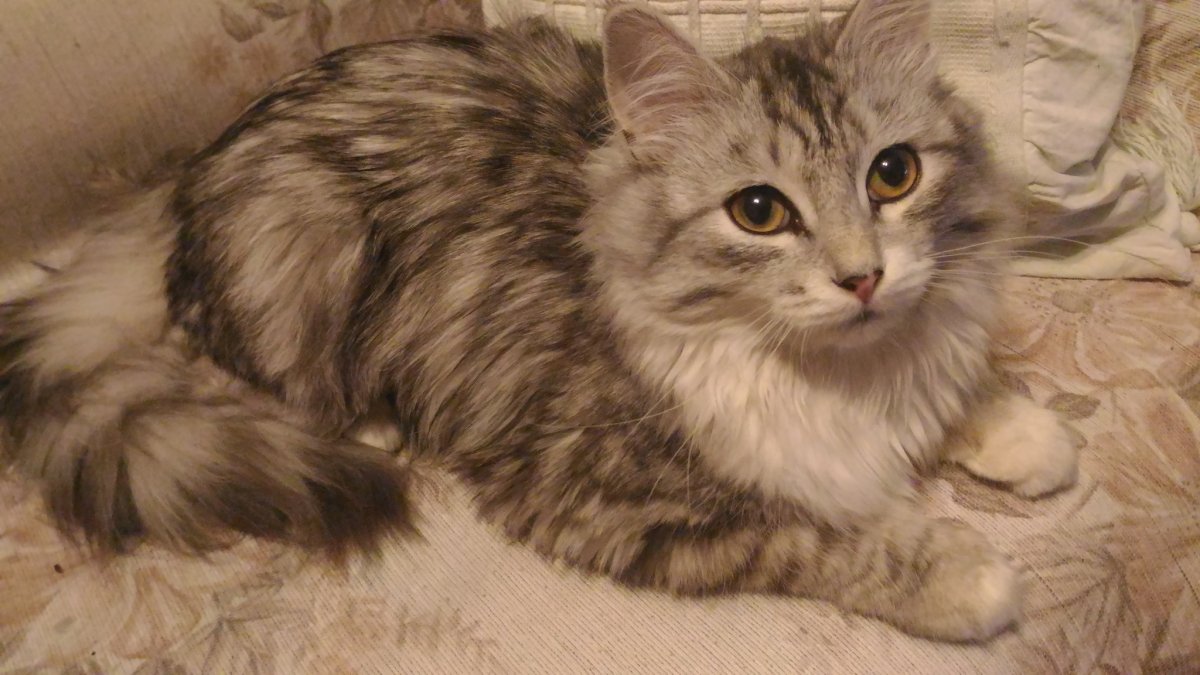 Мейн кун и Сибирская кошка