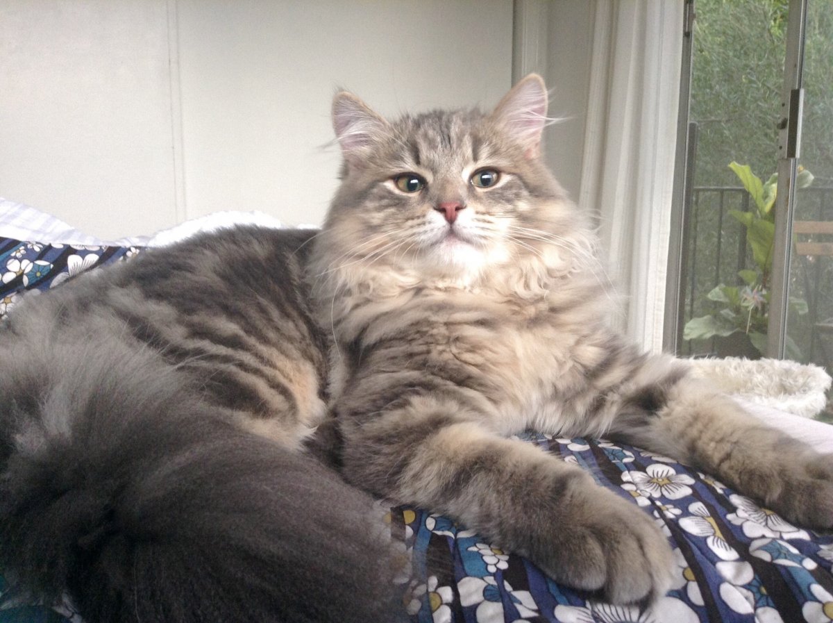 Сибирская кошка голубой табби