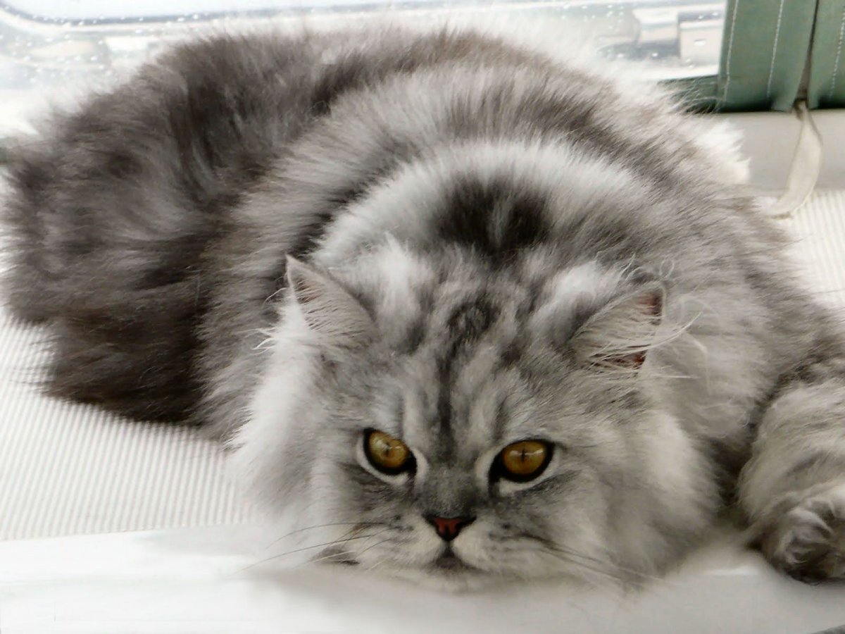 Сибирская шиншилла кошка