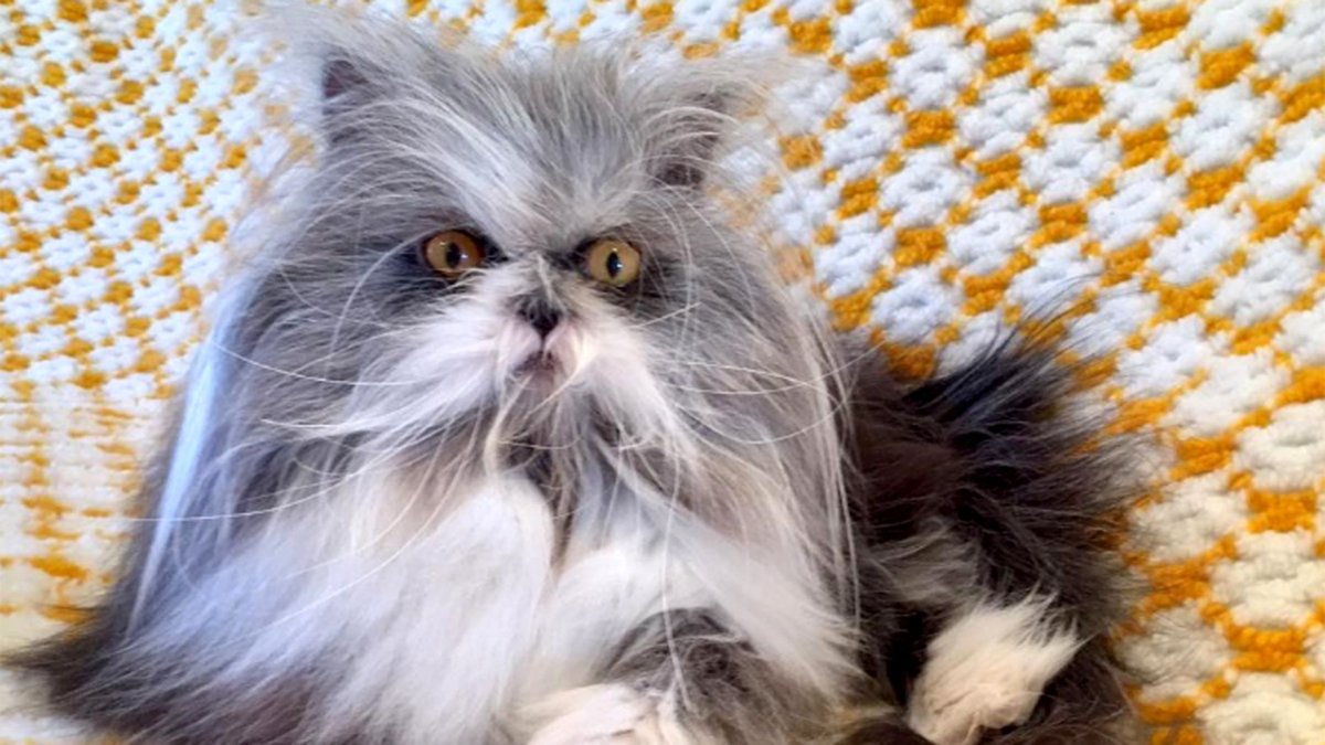 Кот Крысолов пушистый