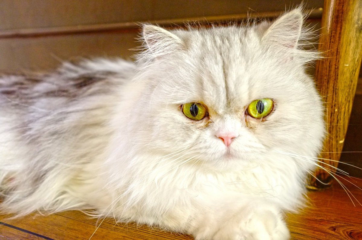 Сибирский кот метис