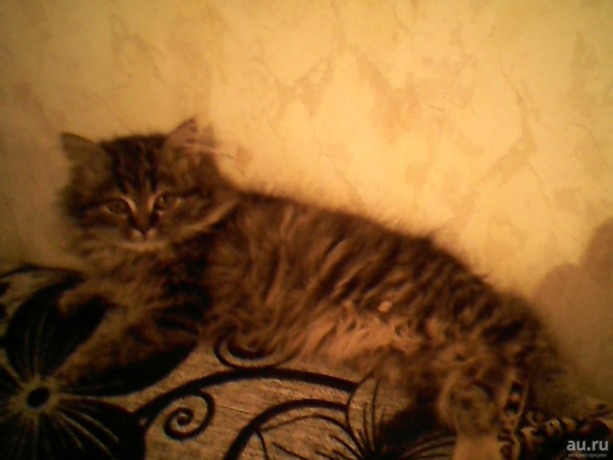 Персидская шиншилла