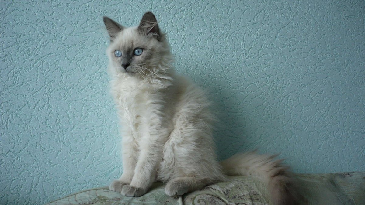 Персидская кошка смесь с обычной