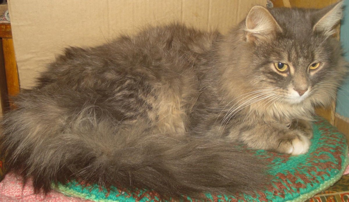 Персидско Сибирская кошка