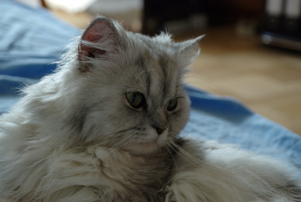 Персидская кошка черепаховая табби