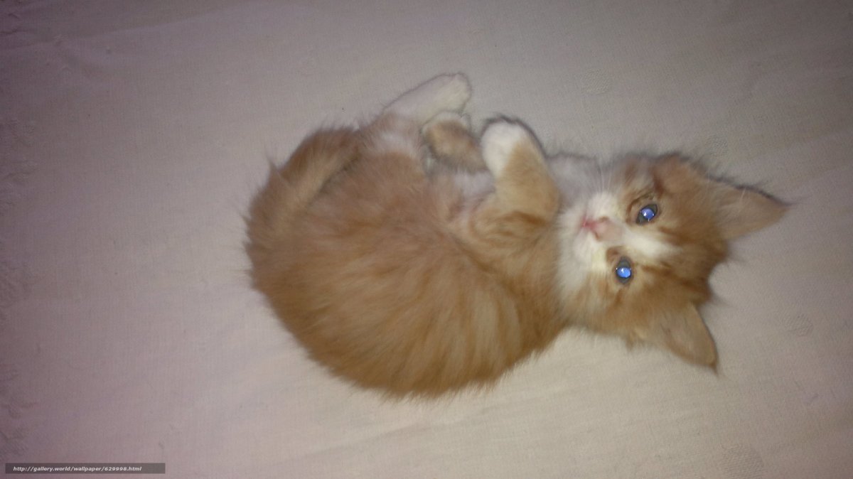 Персидско Сибирская кошка серая