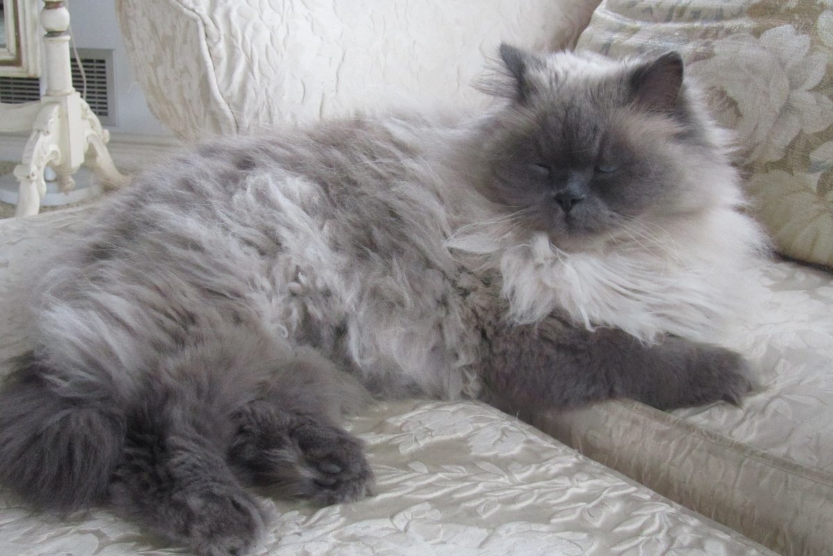 Персидская шиншилла Камышовая