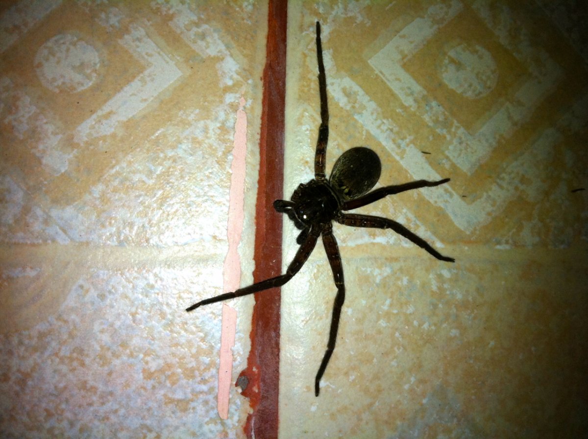 Большой черный паук в квартире