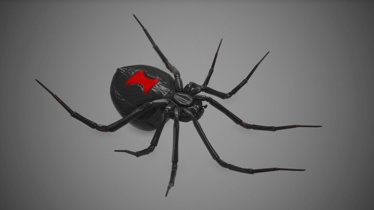 Черный лохматый паук