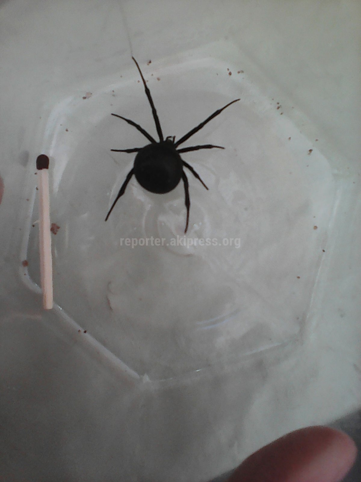 Домашние пауки