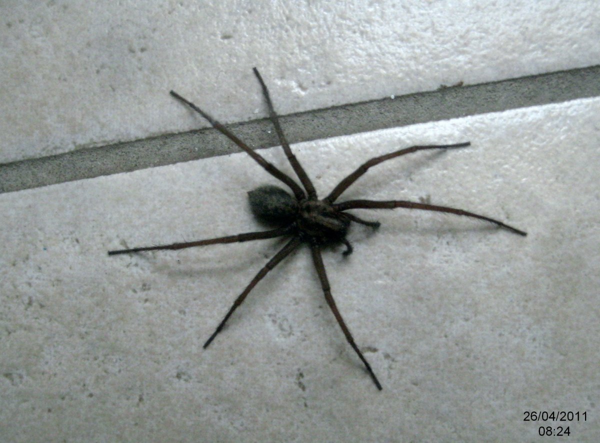 Каракурт паук