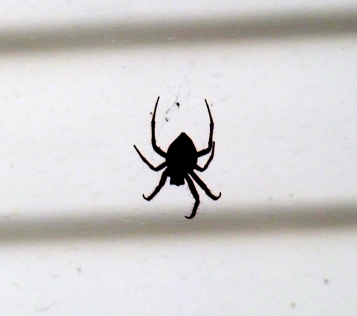 Паук Домовой воронковый