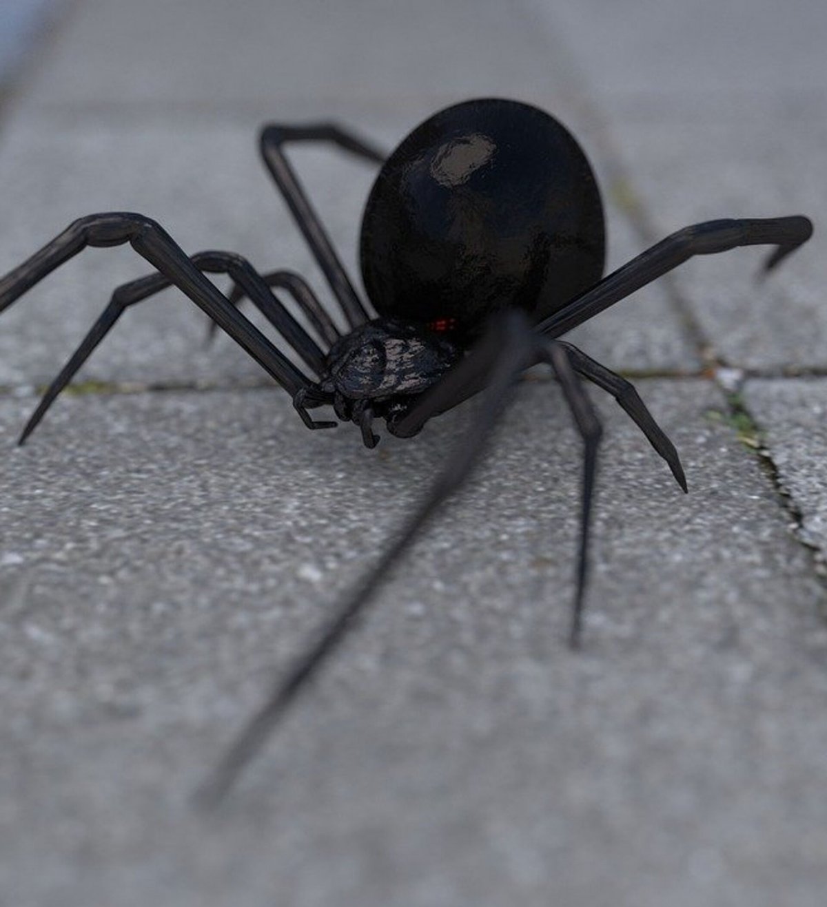 Паук сверху