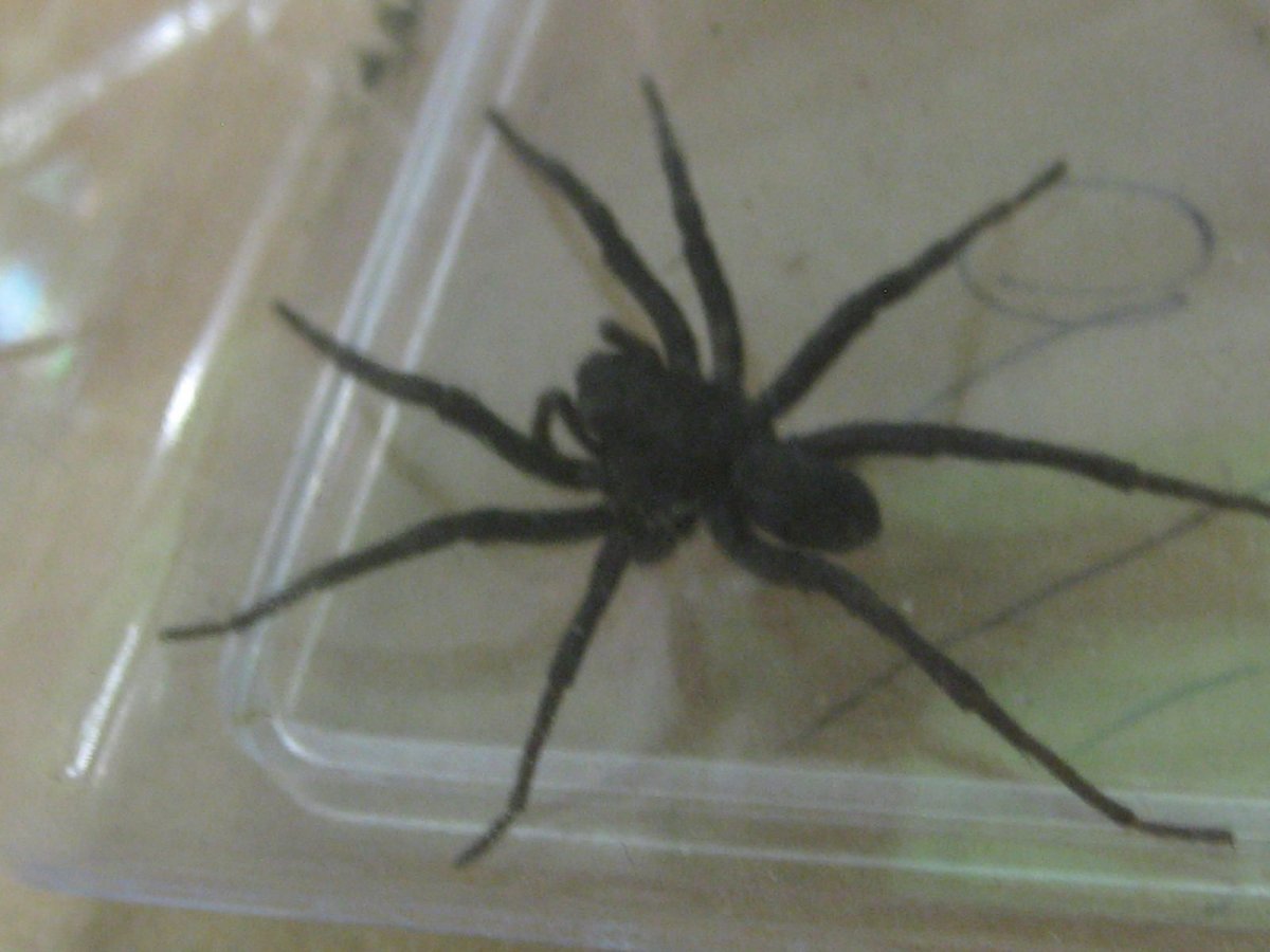 Черный Земляной паук